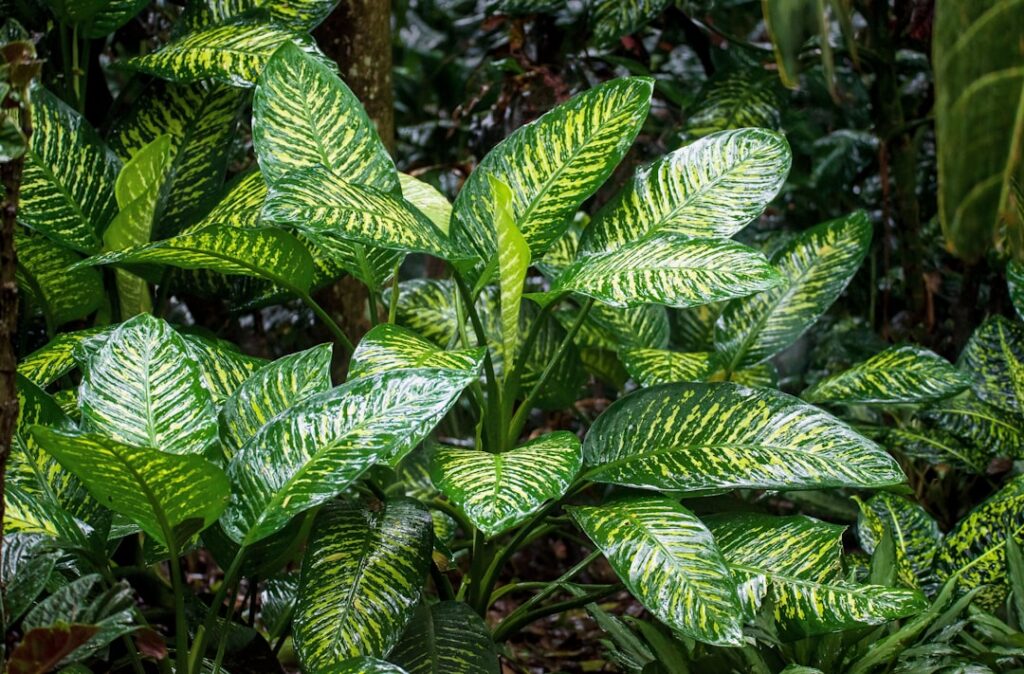 Aglaonema Pictum Tricolor: A Stunning Houseplant Choice